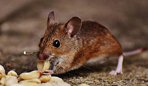 24 Hour & Emergency Exterminators in Friars Point, MS